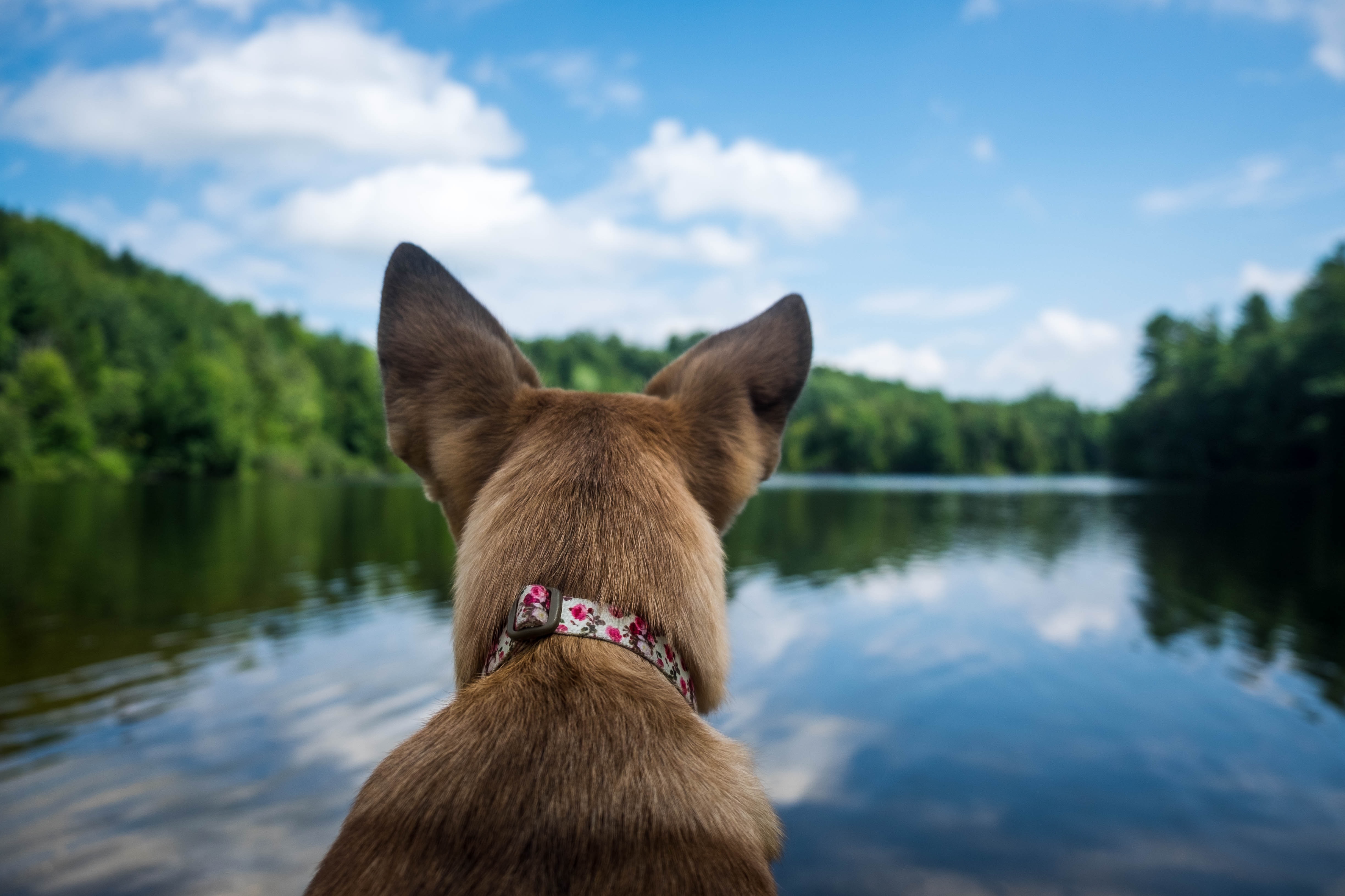 Image of a dog at the water